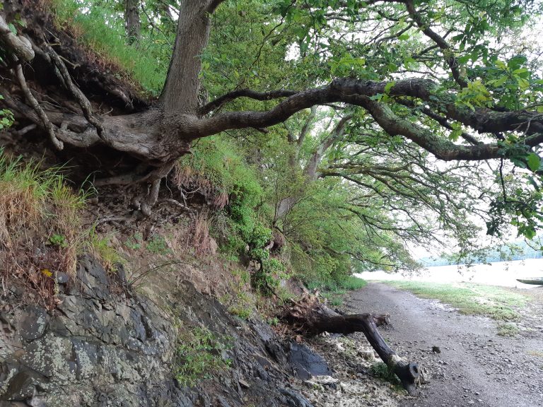 Es Hunde und Katzen Blog Lucky Looker